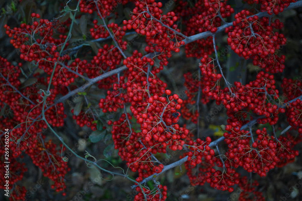 Red Berry plant Red Berry plant