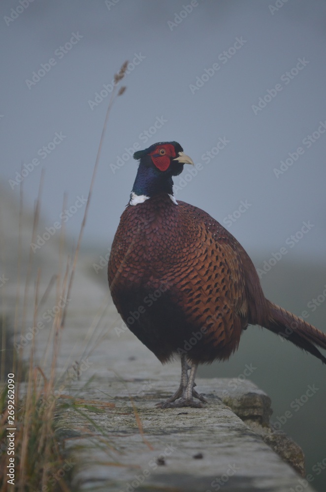 Fototapeta premium Pheasant in the Mist 
