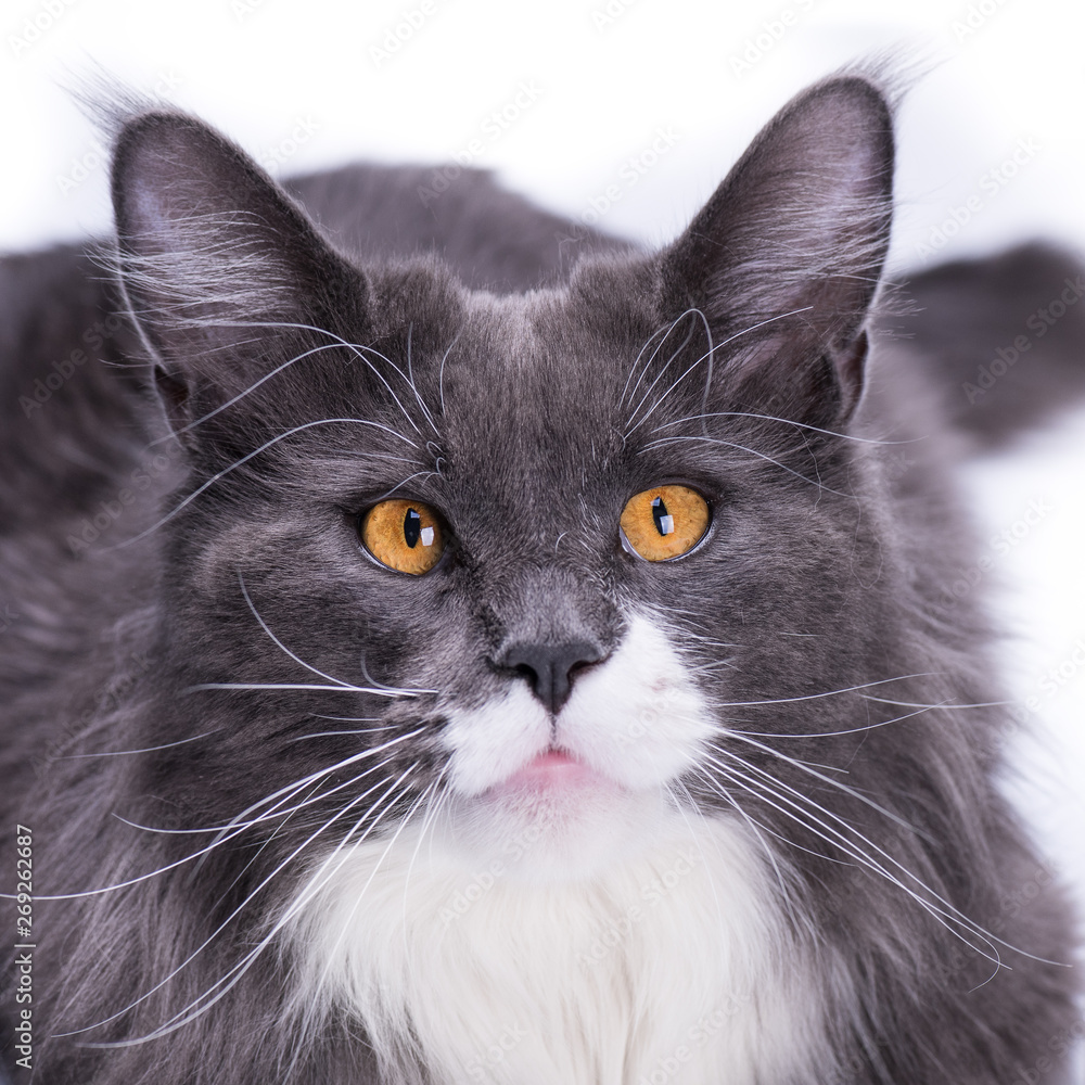 Gray cat of Maine Coon breed looks into your eyes with big beautiful, yellow eyes on a white background and at the same time looks like a cutie. Gray cat of Maine Coon breed looks into your eyes with big beautiful, yellow eyes on a white background and at the same time looks like a cutie.