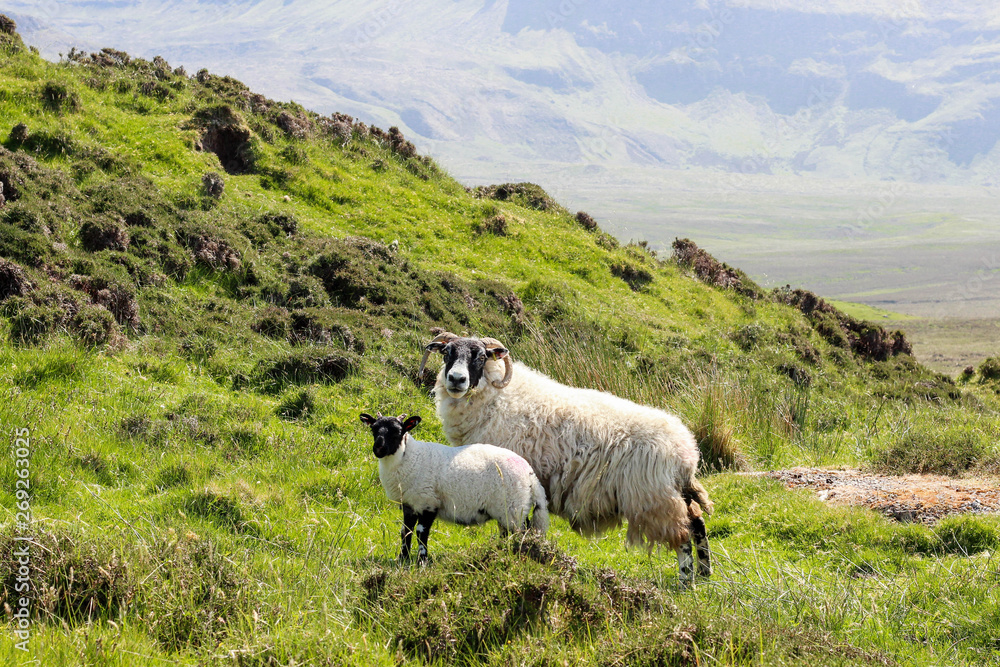 Obraz premium Scottish sheep with her lamb - Isle of Skye
