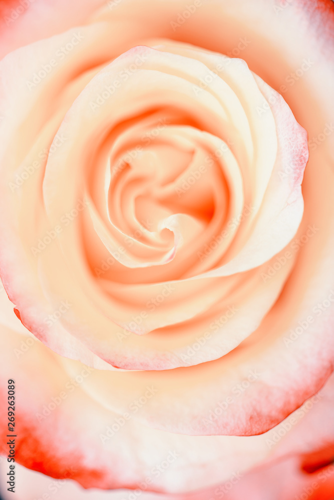 Coral rose close-up. Flower. Selective focus. Soft coral rose color.