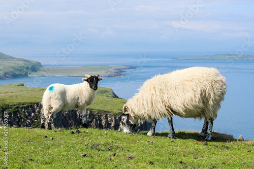 Sheep on a cliff - Isle of Skye