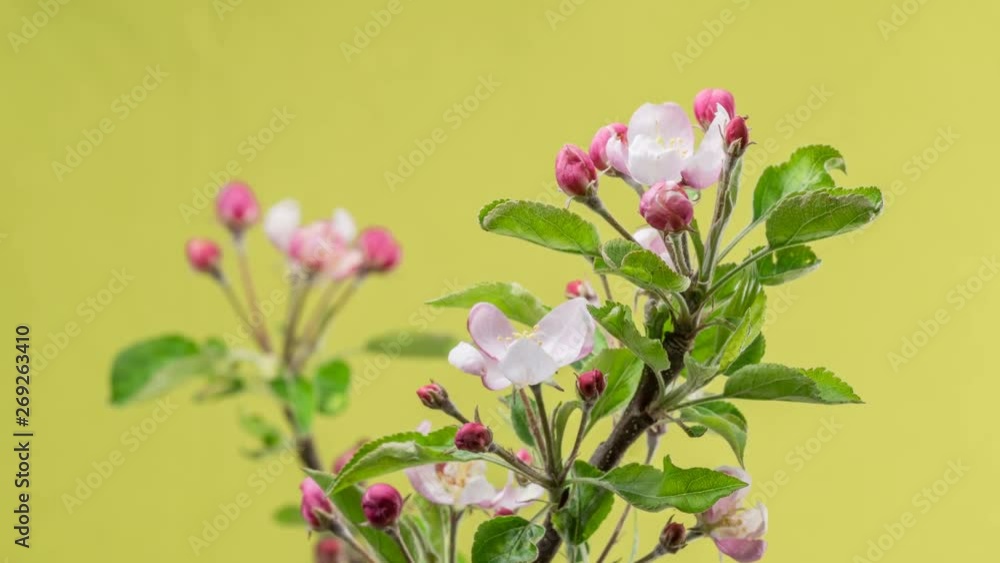 Fruit flowers blooming in spring time lapse in organic trees garden Fruit flowers blooming in spring time lapse in organic trees garden