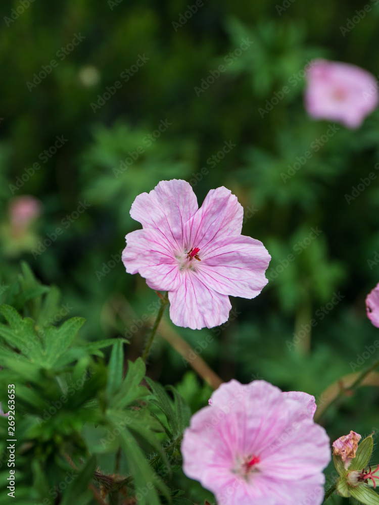 Fototapeta premium OLYMPUS DIGITAL CAMERA - LOW ANGLE