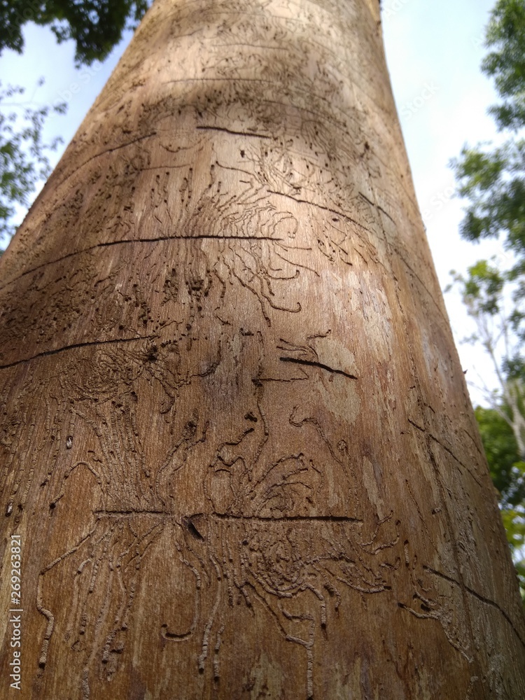 tree eaten by beetles