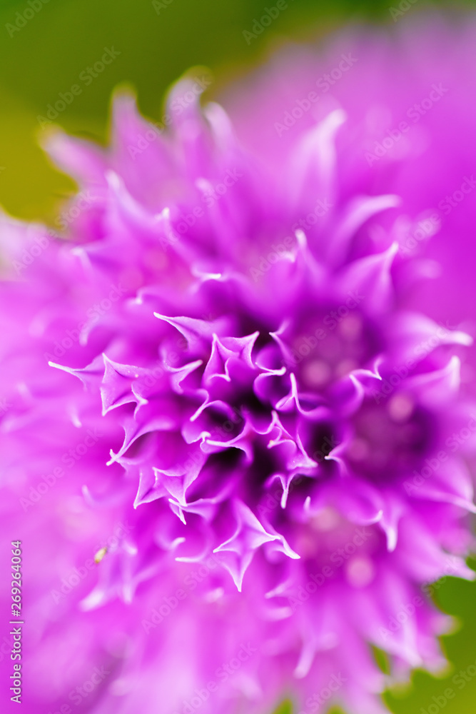 Blooming onions. Fragrant onions. Schnitt flower.Red flower background. Unusual beautiful flower. Flowering onions close-up. Blooming onions. Fragrant onions. Schnitt flower.Red flower background. Unusual beautiful flower. Flowering onions close-up.