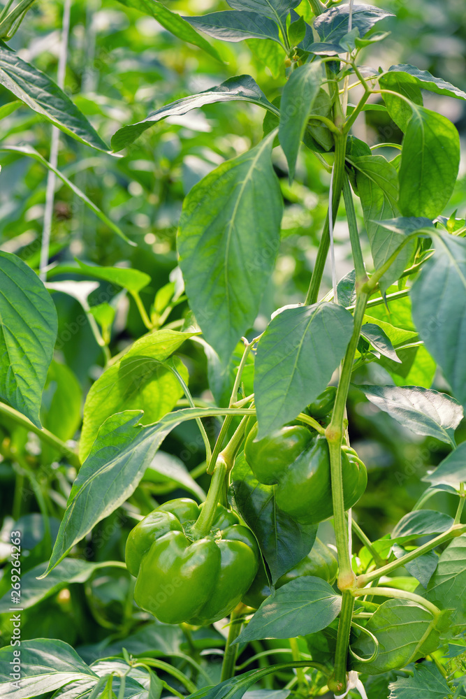 Green pepper with green leaf. Veggie Bulgarian pepper growing in the garden. Sweet pepper organic food closeup.