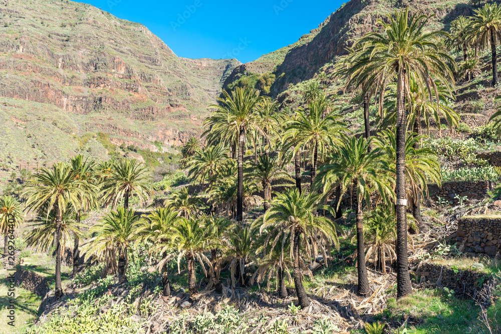 Hiking in the hillside of the Valle Gran Rey with its terraced fields and date palms, what is typical for the  canyon on La Gomera 