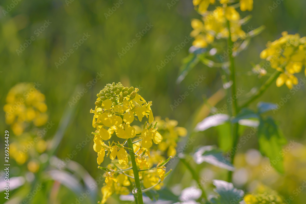 Blooming mustard in bright sunlight. Spring flowering mustard Blooming mustard in bright sunlight. Spring flowering mustard