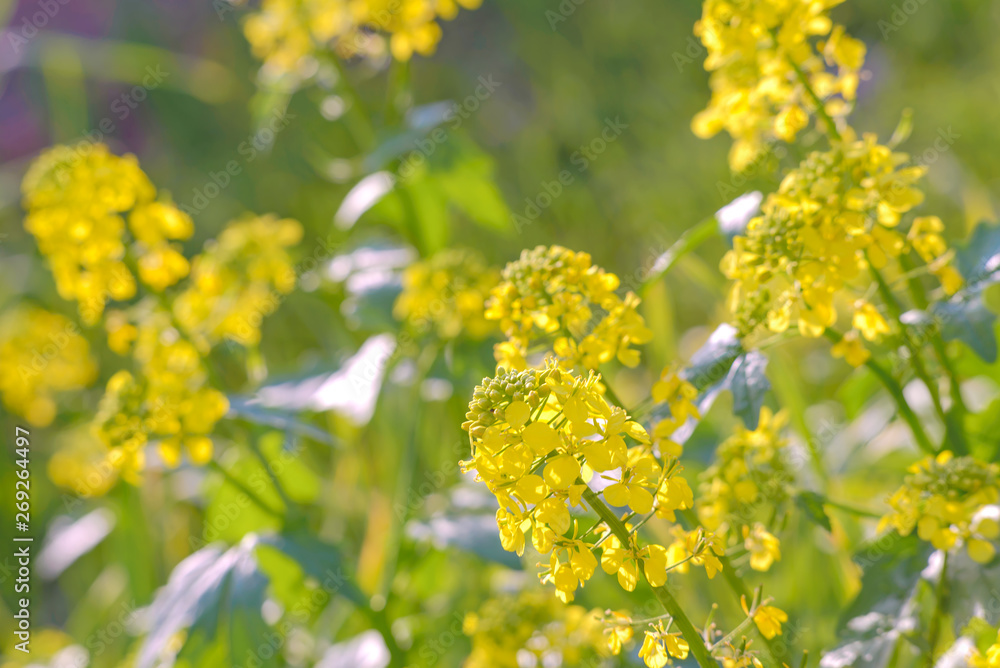 Blooming mustard in bright sunlight. Spring flowering mustard