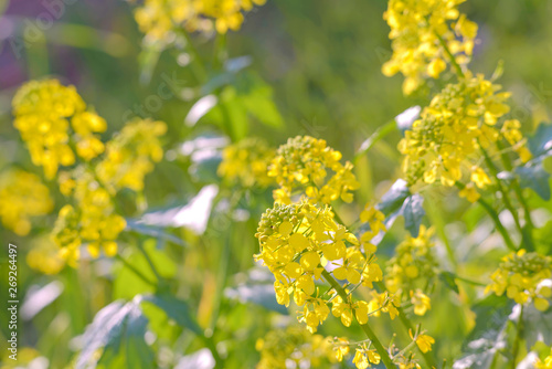 Blooming mustard in bright sunlight. Spring flowering mustard