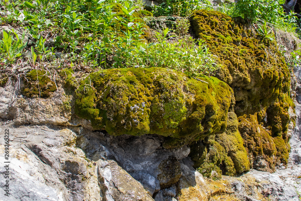 moss on rocks