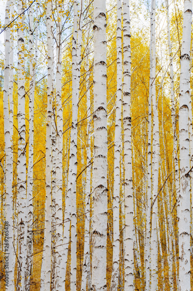 Obraz premium Birch tree forest view