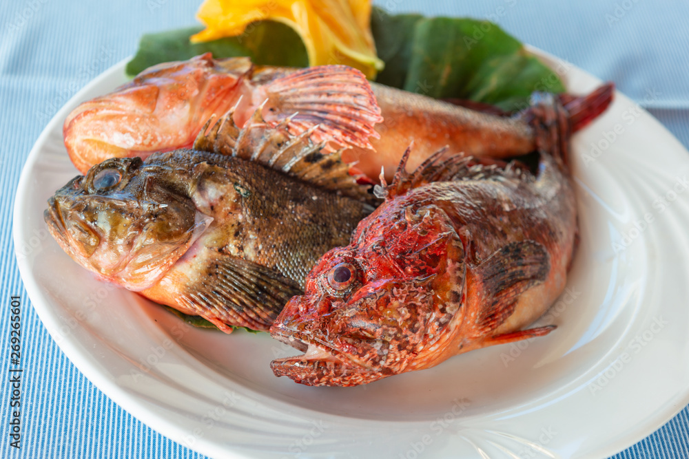 freshly caught scorpionfish on the island of Panarea in Sicily freshly caught scorpionfish on the island of Panarea in Sicily