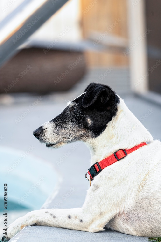 profile photo of a female smooth fox terrier by the pool.