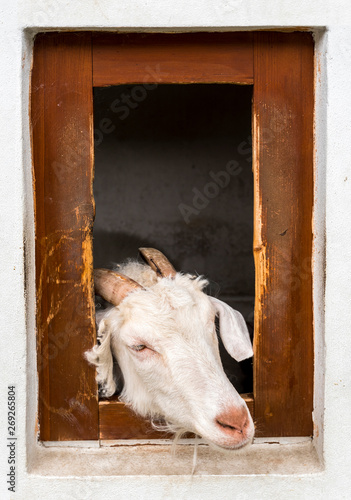 Domestic goat (Capra aegagrus hircus) looking out of sty