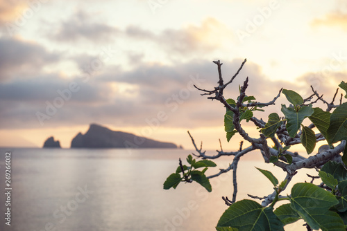 the island of Basiluzzo seen from Panarea in Sicily and in the foreground a branch of fig tree