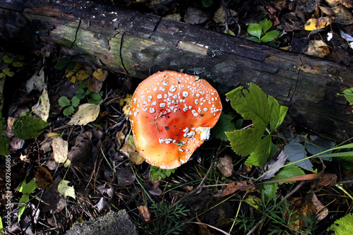 red fly agaric in the forest in autumn photo