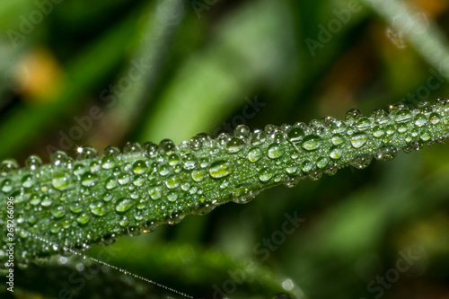 water drops on green leaf