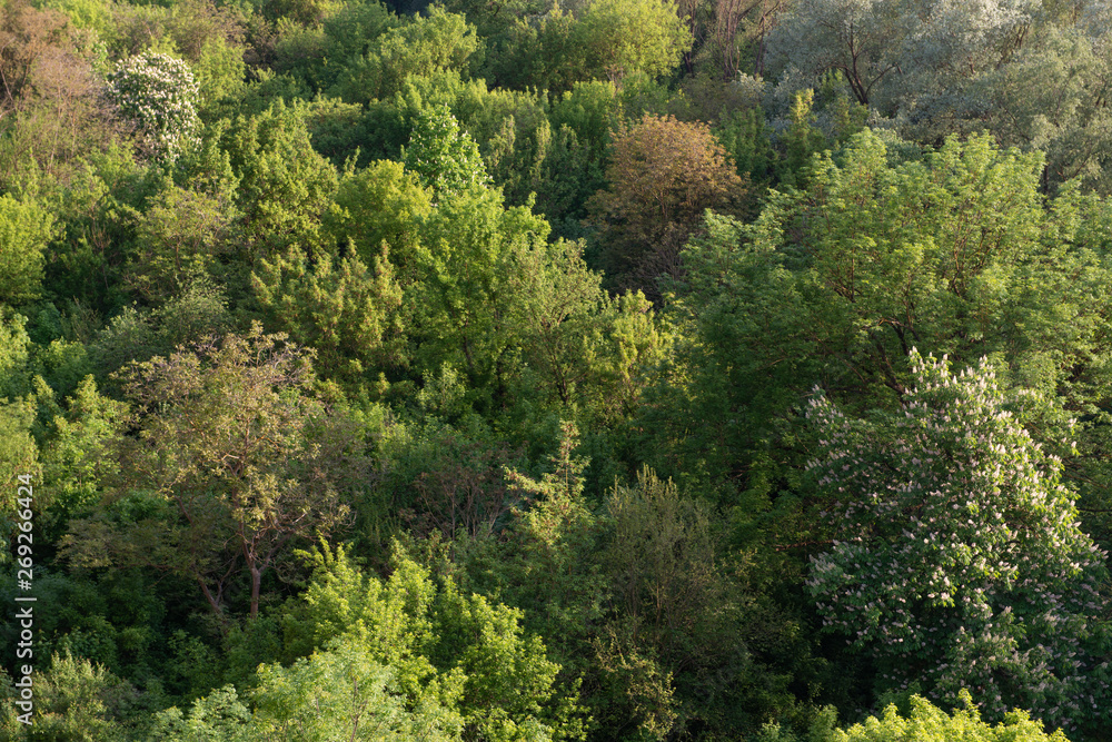 Aerial view of green spring forest
