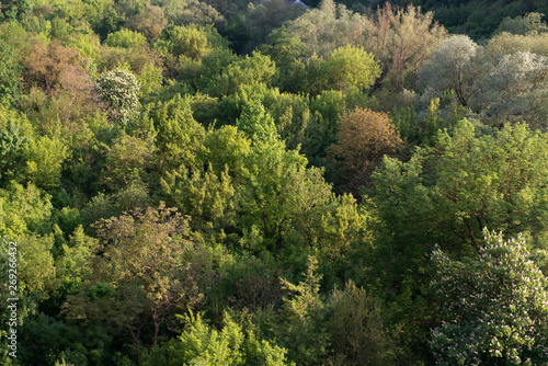 Top view of the spring forest