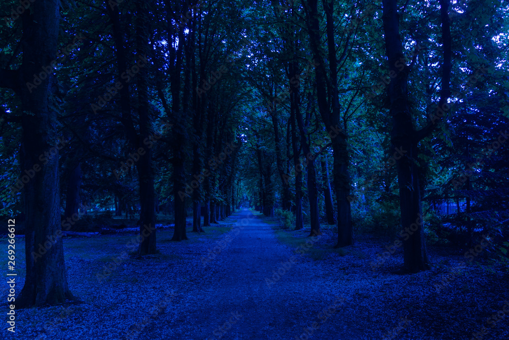 Obraz premium path through dark forest at night