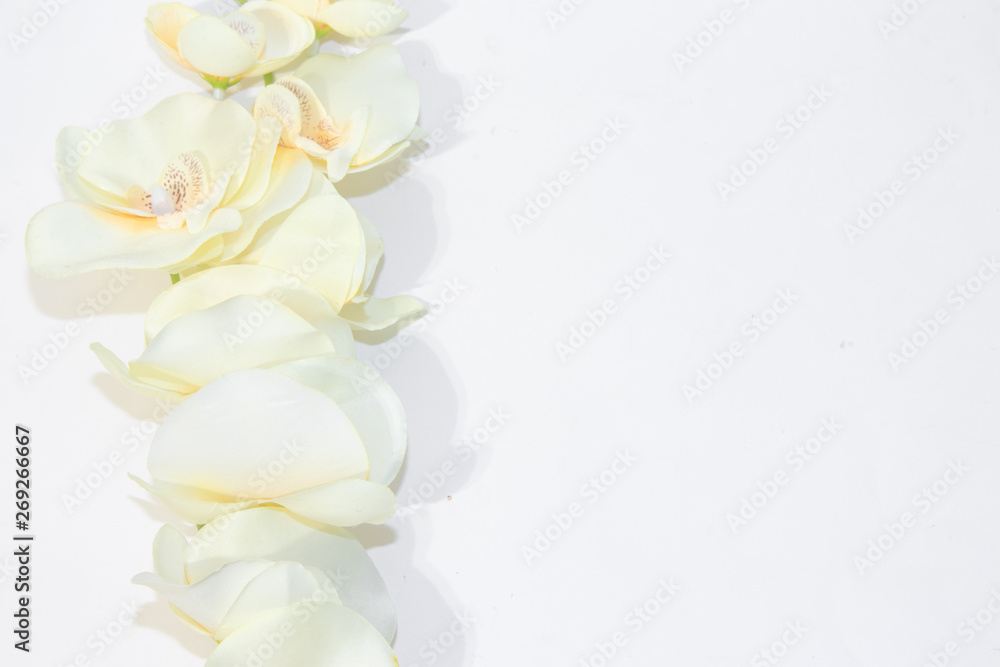 Cream orchid on a white background. Artificial flower. Place under the text.