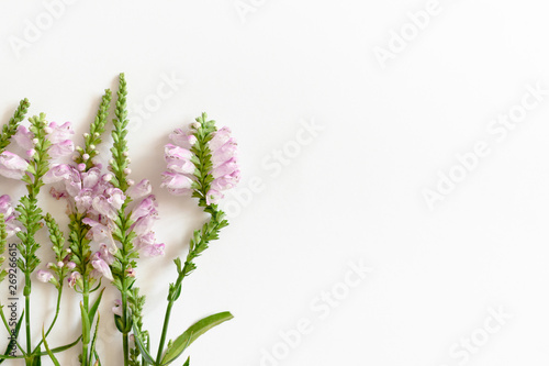 Fototapeta Naklejka Na Ścianę i Meble -  Wildflowers on a white background with copy space