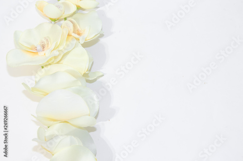 Cream orchid on a white background. Artificial flower. Place under the text.