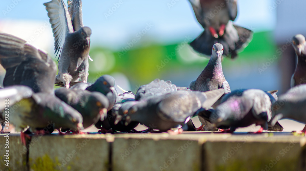 Fototapeta premium Pigeons A flock of pigeons in the town square in summer close-up.