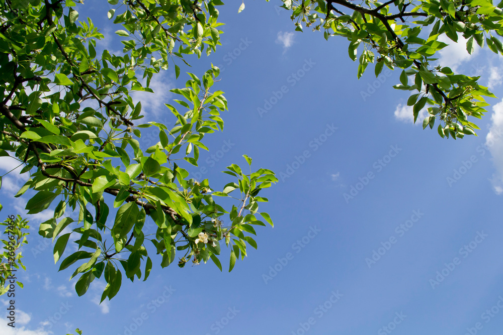 pear tree branches against the sky pear tree branches against the sky