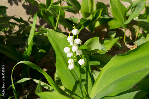  lily of the valley in the garden
