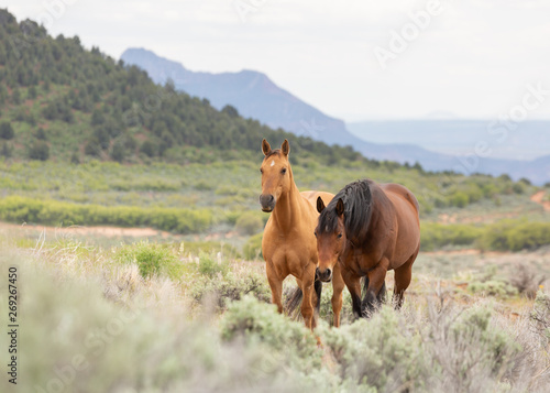 A pair of horses stands in a field of native plants in the mountains of Southern Utah.  © Melani