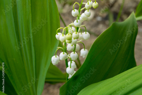 white bells lily of the valley