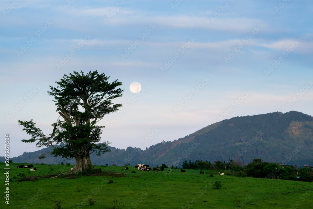 The Pastvre  MooCovv's pasture