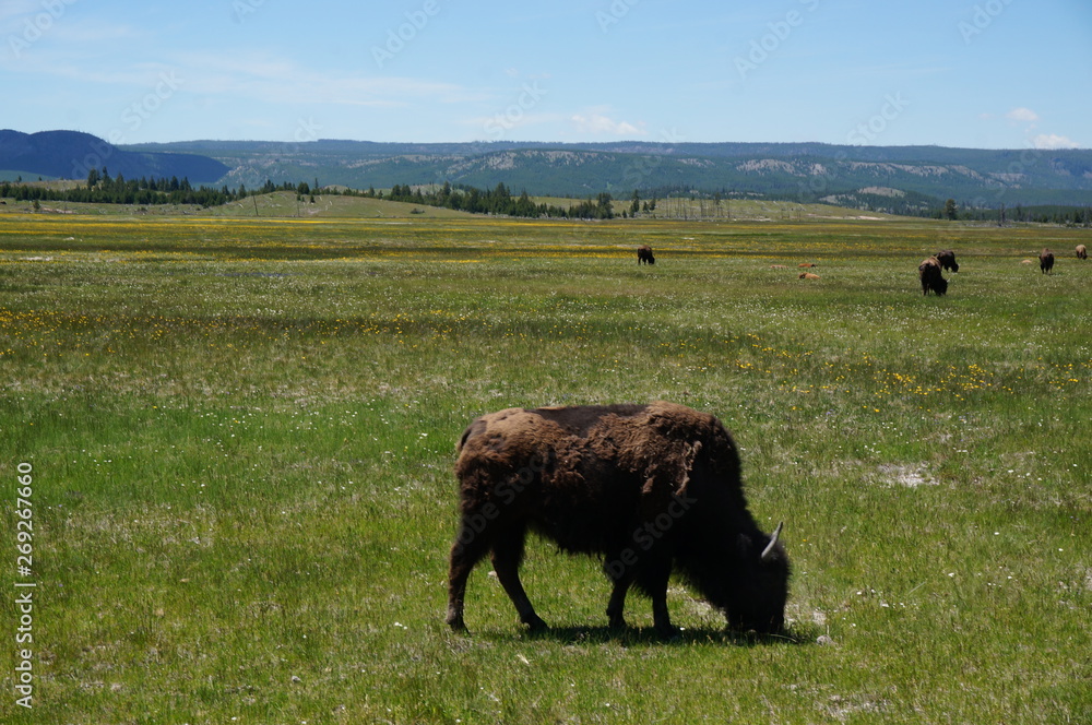 Bisons in Meadow