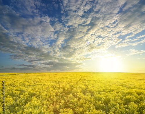 Colza rapeseed in field on blue sky