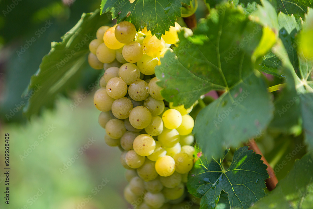 Croatia, Istria, Close-up of white grapes
