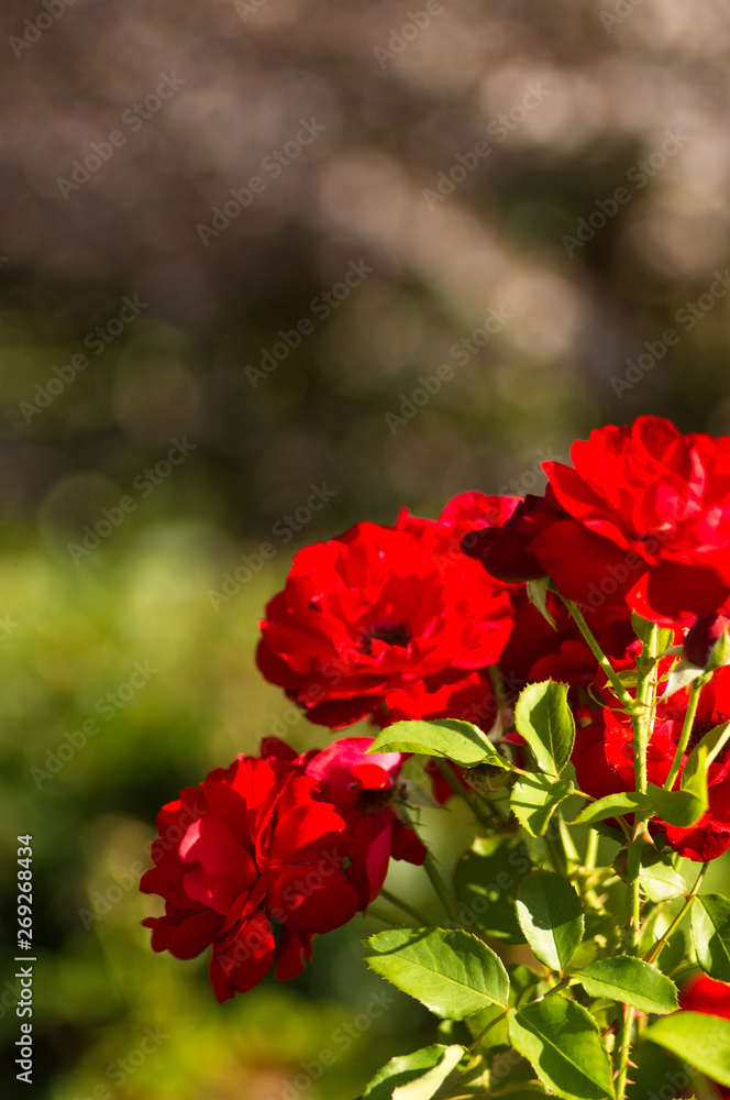 Red Rose flower. Nature. close up, selective focus Red Rose flower. Nature. close up, selective focus