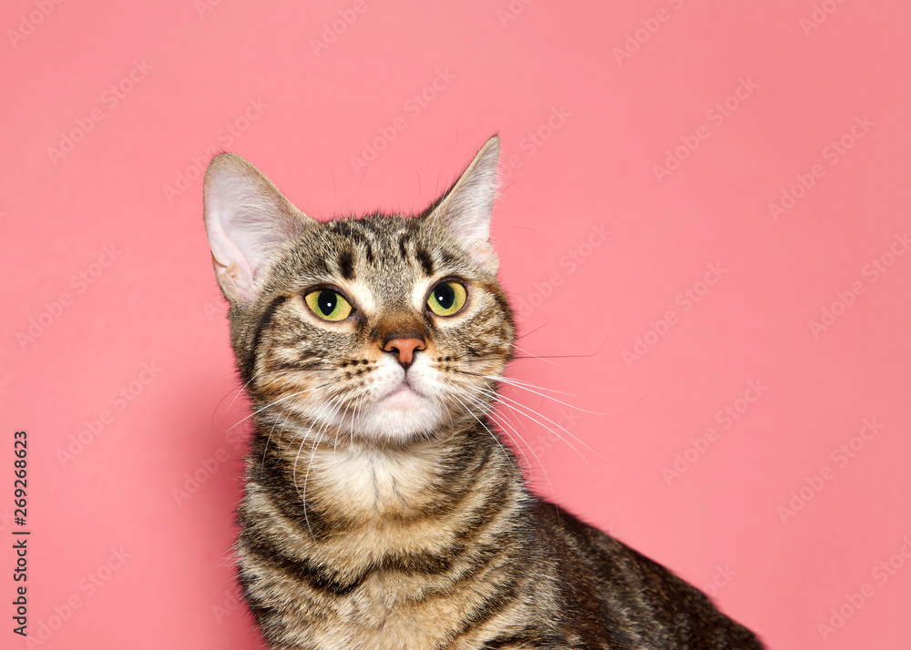 Portrait of a black and brown tabby cat looking up to viewers left with calm inquisitive curious expression. Pink background with copy space.
