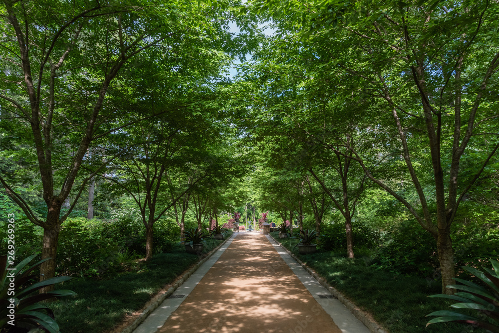 Beautiful shaded alley at a botanical garden in Durham, North Carolina, in springtime