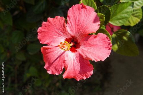 hibiscus rosa sinensis flower © Appreciate