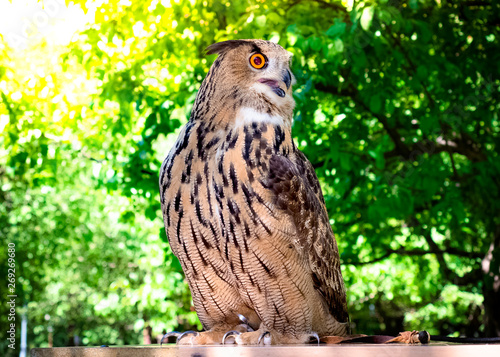 European Eagle Owl. Portrait closeup of a cute and beautiful spotted Eurasian eagle owl.