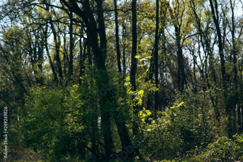 Forest in early spring on sunny day.