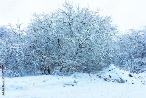 Winter's Tale, Lovely Winter Scenery, Winter Park in Snow, Whitened Spruce Branch with a Snowy Forest in the Background, Snow-Covered Trees in the City Park, Snowing, Winter Park Background © Supertrooper