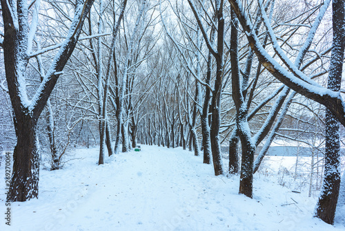 Winter's Tale, Lovely Winter Scenery, Winter Park in Snow, Whitened Spruce Branch with a Snowy Forest in the Background, Snow-Covered Trees in the City Park, Snowing, Winter Park Background © Supertrooper