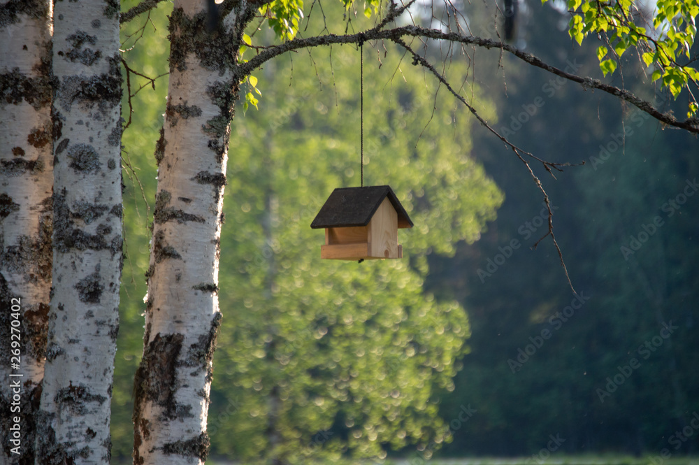 Wooden bird house hanging from a birch tree in the sunlight and greenery Wooden bird house hanging from a birch tree in the sunlight and greenery