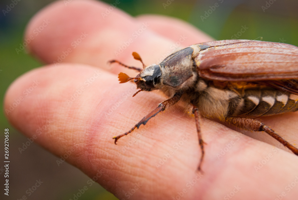 Cockchafer, summer chafer. Macro Cockchafer, summer chafer. Macro
