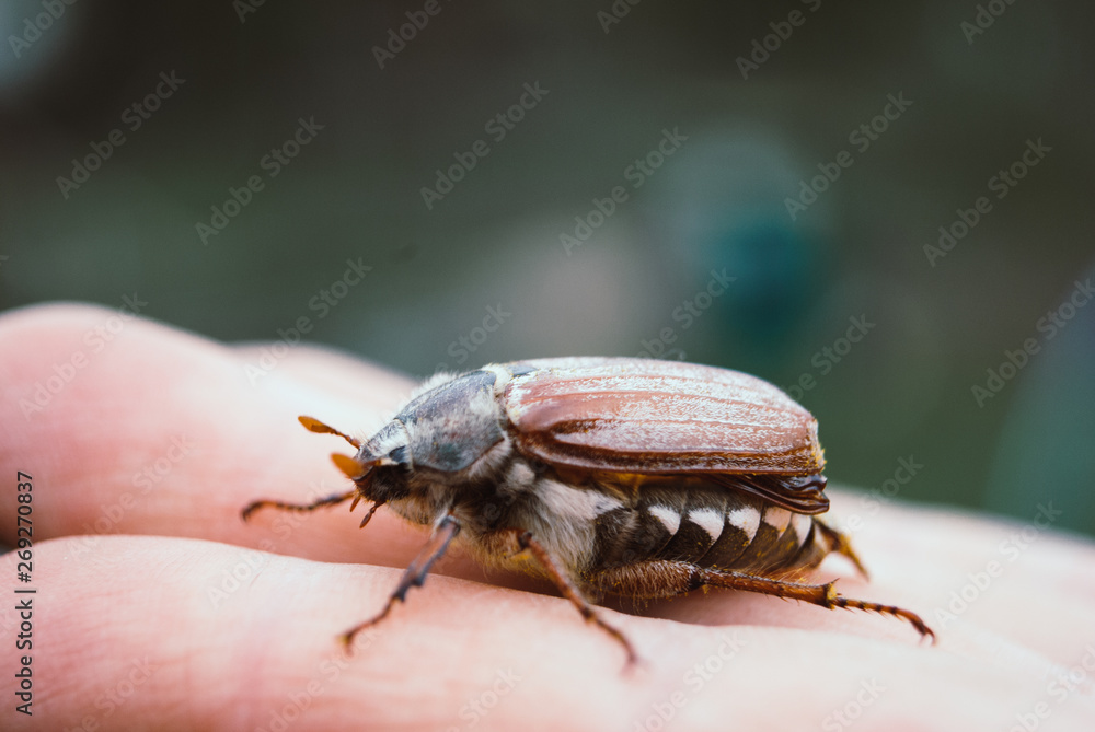Naklejka premium Cockchafer, summer chafer. Macro