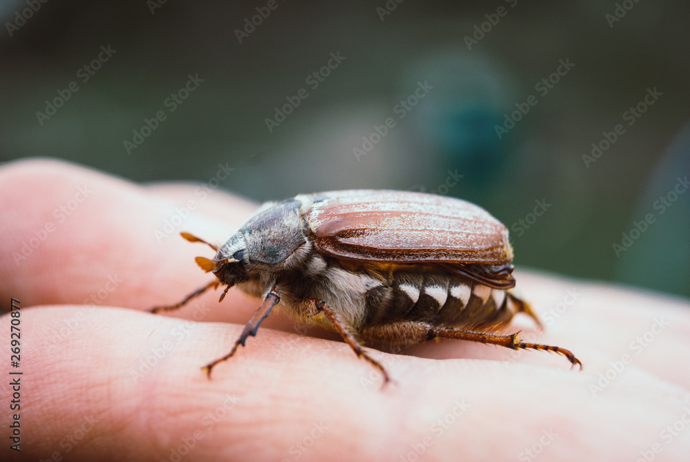 Cockchafer, summer chafer. Macro Cockchafer, summer chafer. Macro